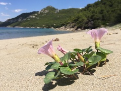 Calystegia soldanella