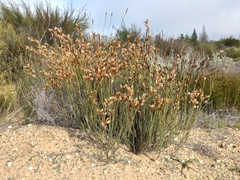 Willdenowia incurvata