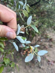 Ceanothus oliganthus sorediatus