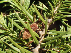 Pseudotsuga macrocarpa