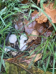 Lycoperdon curtisii