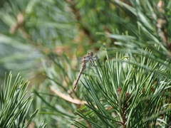 Sympetrum striolatum