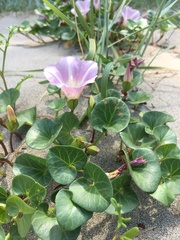 Calystegia soldanella