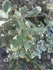 Pittosporum