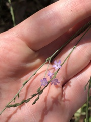 Verbena menthifolia