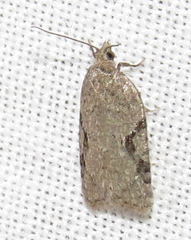 Acleris