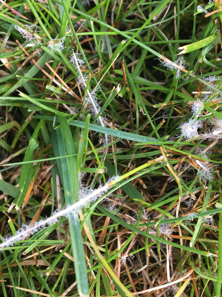 Dollar Spot on a plant