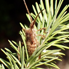Pseudotsuga macrocarpa