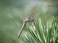 Sympetrum striolatum