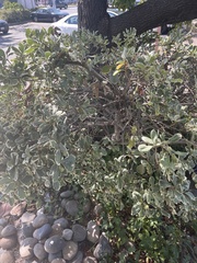 Pittosporum