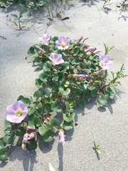 Calystegia soldanella