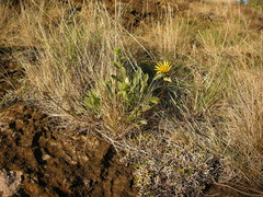 Grindelia stricta