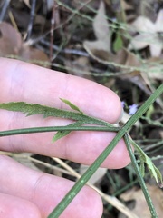 Verbena menthifolia