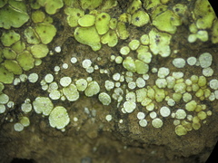 Psora icterica