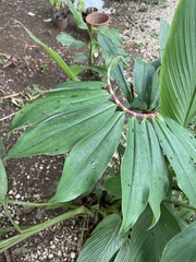 Costaceae