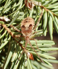 Pseudotsuga macrocarpa