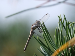 Sympetrum striolatum