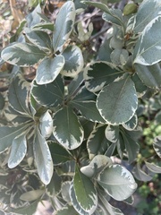 Pittosporum