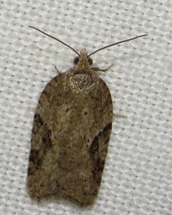 Acleris