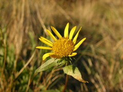 Grindelia stricta