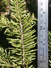 Pseudotsuga macrocarpa