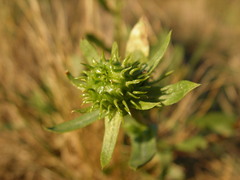 Grindelia stricta