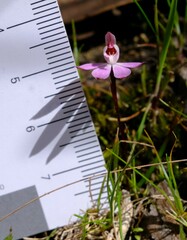 Caladenia pusilla