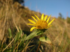 Grindelia stricta