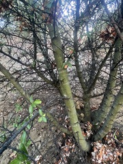 Ceanothus oliganthus sorediatus