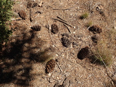 Pseudotsuga macrocarpa
