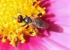 Thecophora