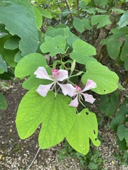 Bauhinia monandra