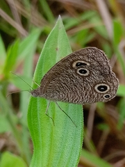 Ypthima pandocus