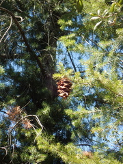 Pseudotsuga macrocarpa