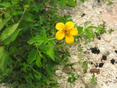 Sclerocarpus divaricatus