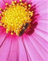 Thecophora