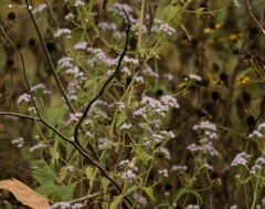 Fleischmannia incarnata