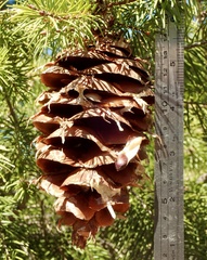 Pseudotsuga macrocarpa