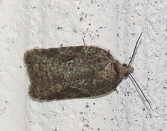 Acleris