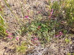 Indigofera humifusoides
