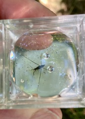 Limnoporus canaliculatus