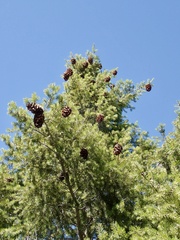 Pseudotsuga macrocarpa
