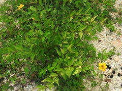 Sclerocarpus divaricatus