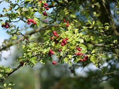 Crataegus monogyna