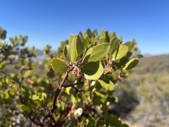 Arctostaphylos × benitoensis