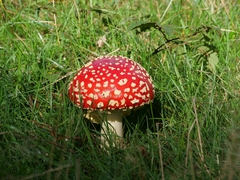 Amanita muscaria