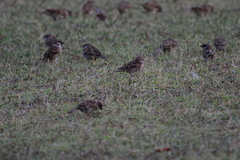 Passer montanus malaccensis