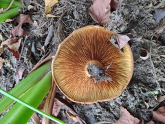Paxillus involutus