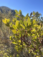 Arctostaphylos × benitoensis
