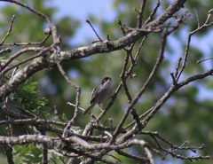 Curruca melanocephala